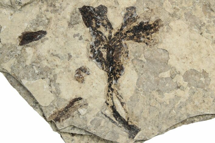 Fossil Monocot Flower - Green River Formation, Wyoming #245067